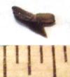 Pseudocorax granti shark tooth